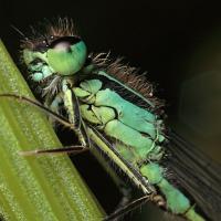 Blue-Tailed Damselfly 3 